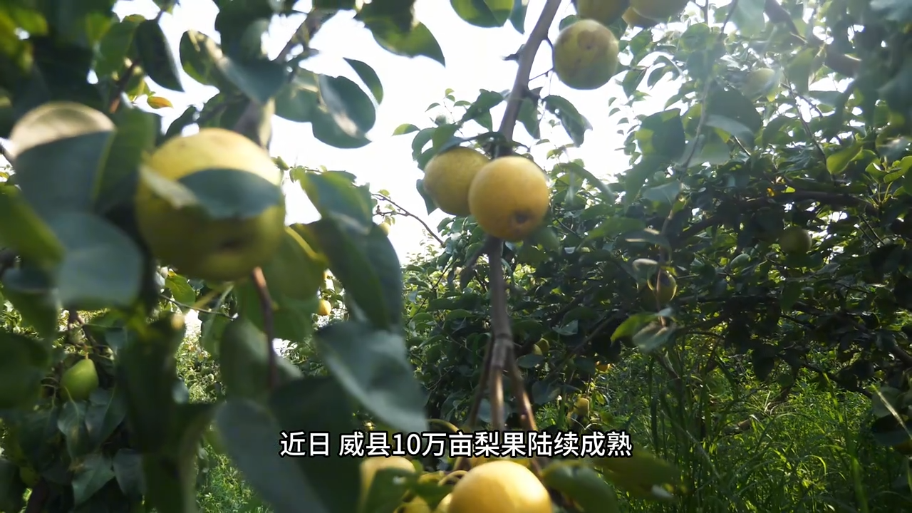 列表图